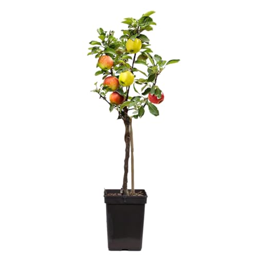 Plant In A Box Apfelbaum Kleinwüchsig