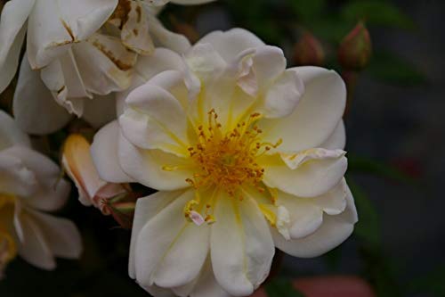 Baumschule Pflanzenvielfalt Ramblerrose Rankhilfe