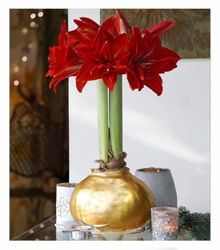 Baldur Garten Amaryllis In Wachs