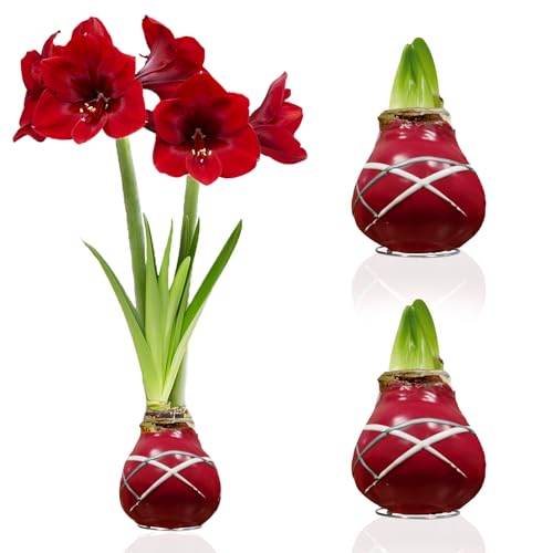 Dutch Bulbs Exclusive Plants From Holland Amaryllis In Wachs