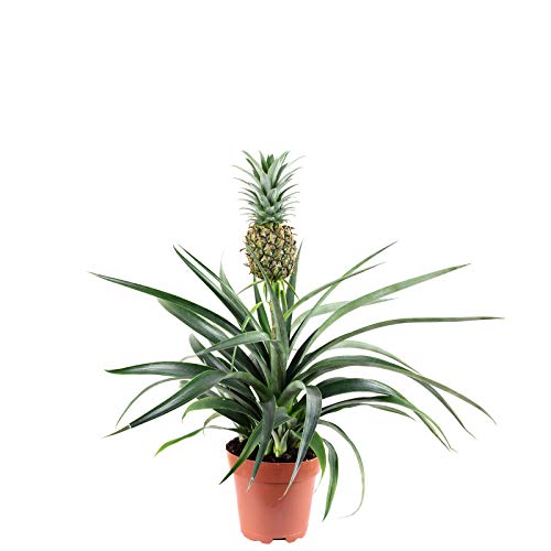 Flowerbox Hawaii Palme