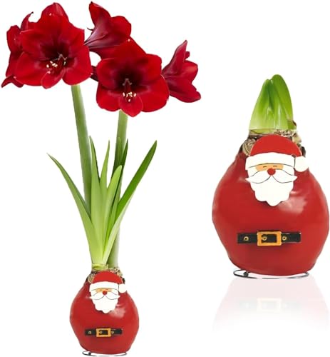 Dutch Bulbs Exclusive Plants From Holland Amaryllis In Wachs