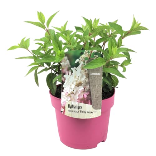 Plant In A Box Zwerg Hortensie