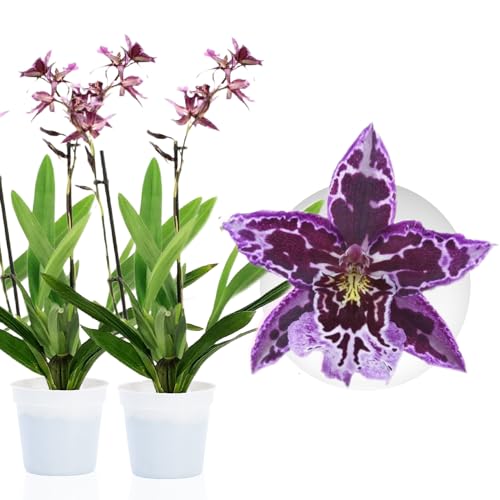 Dutch Bulbs Exclusive Plants From Holland Orchideen