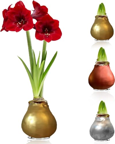 Dutch Bulbs Exclusive Plants From Holland Amaryllis In Wachs