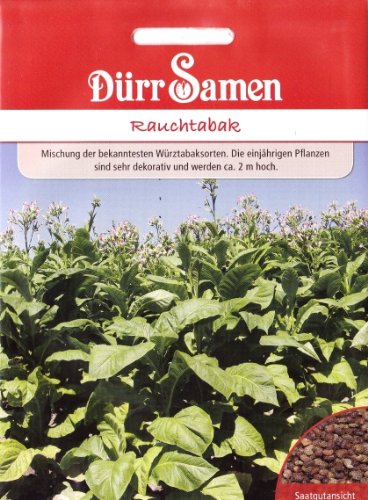 Dürr-Samen Tabakpflanze