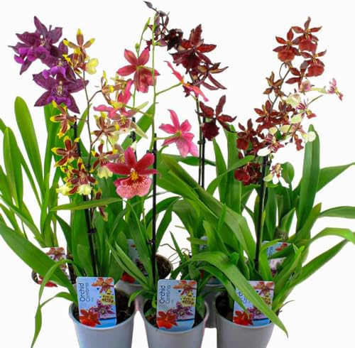 Dutch Bulbs Exclusive Plants From Holland Orchideen