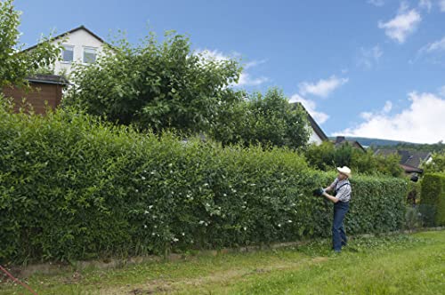 Pflanzhits Ihr Pflanzenpartner Ligusterhecke