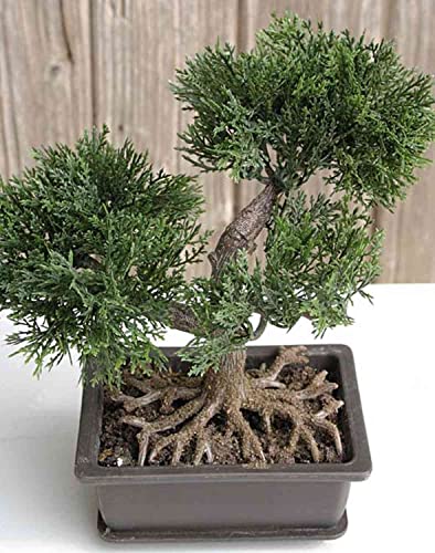 Artplants.De Künstlicher Bonsai