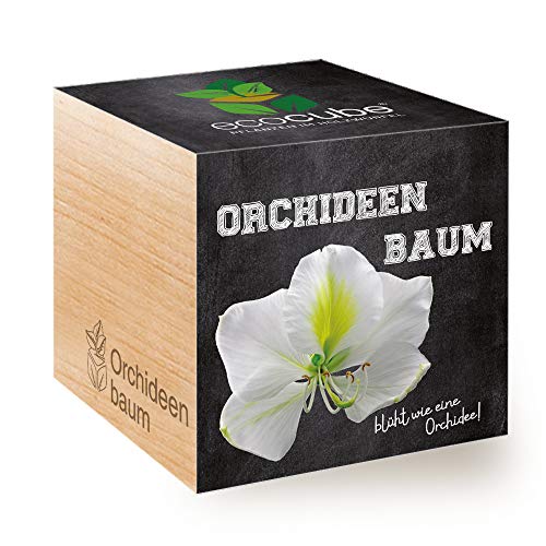 Feel Green Orchideen