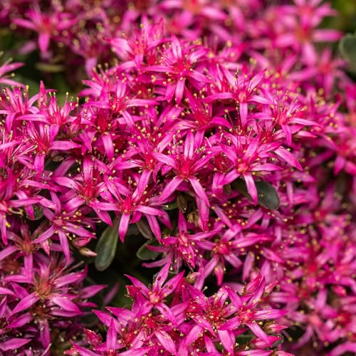 Garten Schlüter Sedum Winterhart