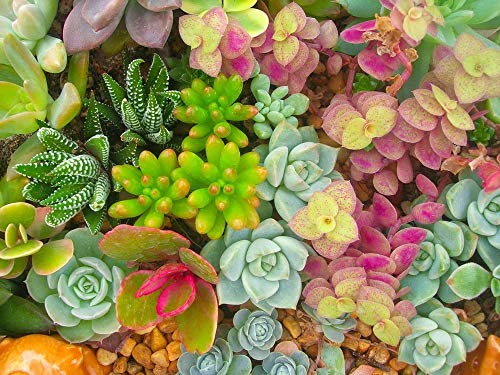 Grow Your Secret Garden Sedum Winterhart