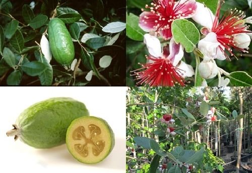 Mediterranpiac Brasilianische Guave