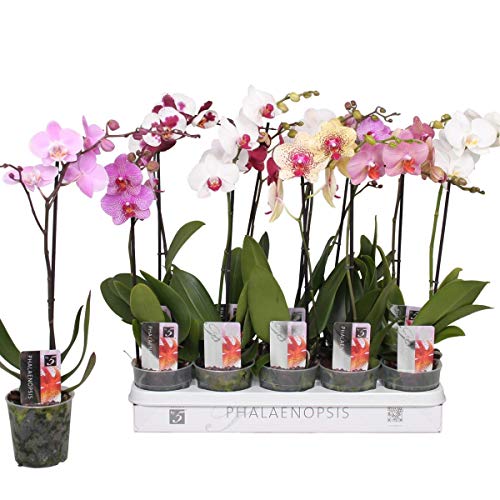 Blumen-Senf Orchideen