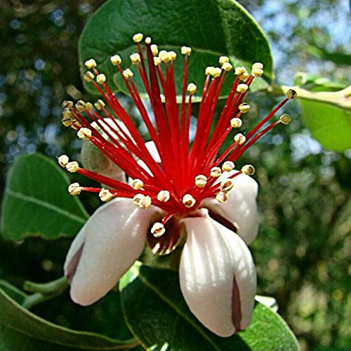 Xdised9Xsmao Brasilianische Guave