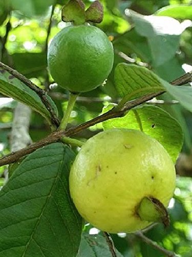 Svi Brasilianische Guave