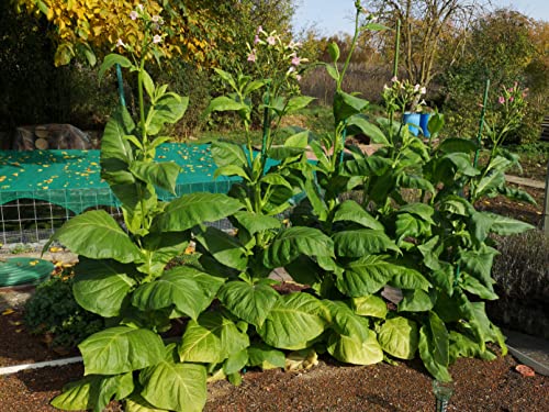 Lacatho Tabakpflanze