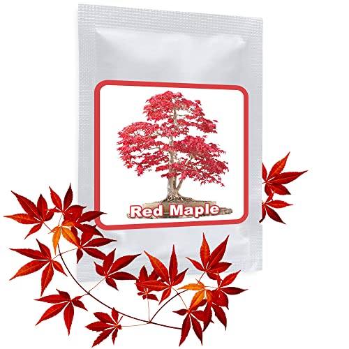 Magic Of Nature Roter Fächerahorn Bonsai