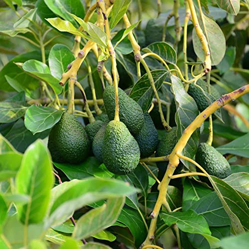 Generic Avocadobaum