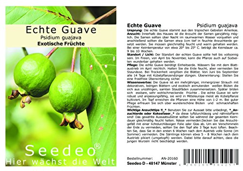 Seedeo Brasilianische Guave