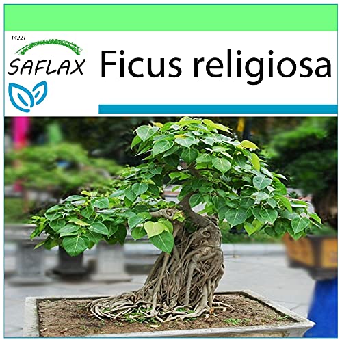 Saflax Ficus Religiosa