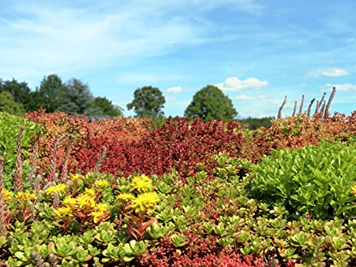 Lacatho Sedum Winterhart