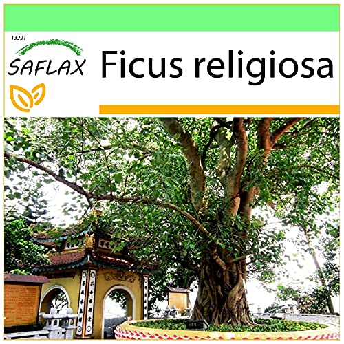 Saflax Ficus Religiosa