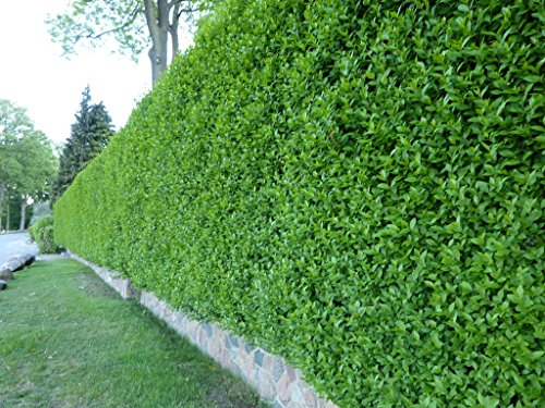 Garten Schlüter Ligusterhecke