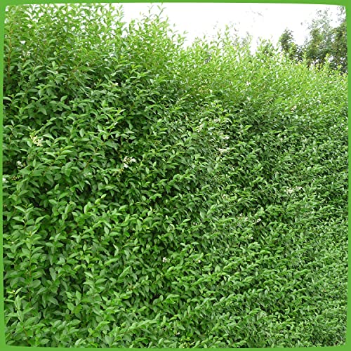 Garten Schlüter Ligusterhecke