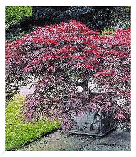 Baldur Garten Roter Fächerahorn Bonsai