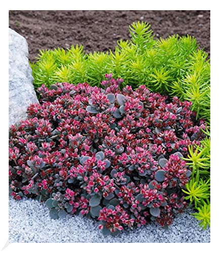 Baldur Garten Sedum Winterhart